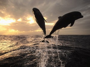 Charleston Dolphin Cruise