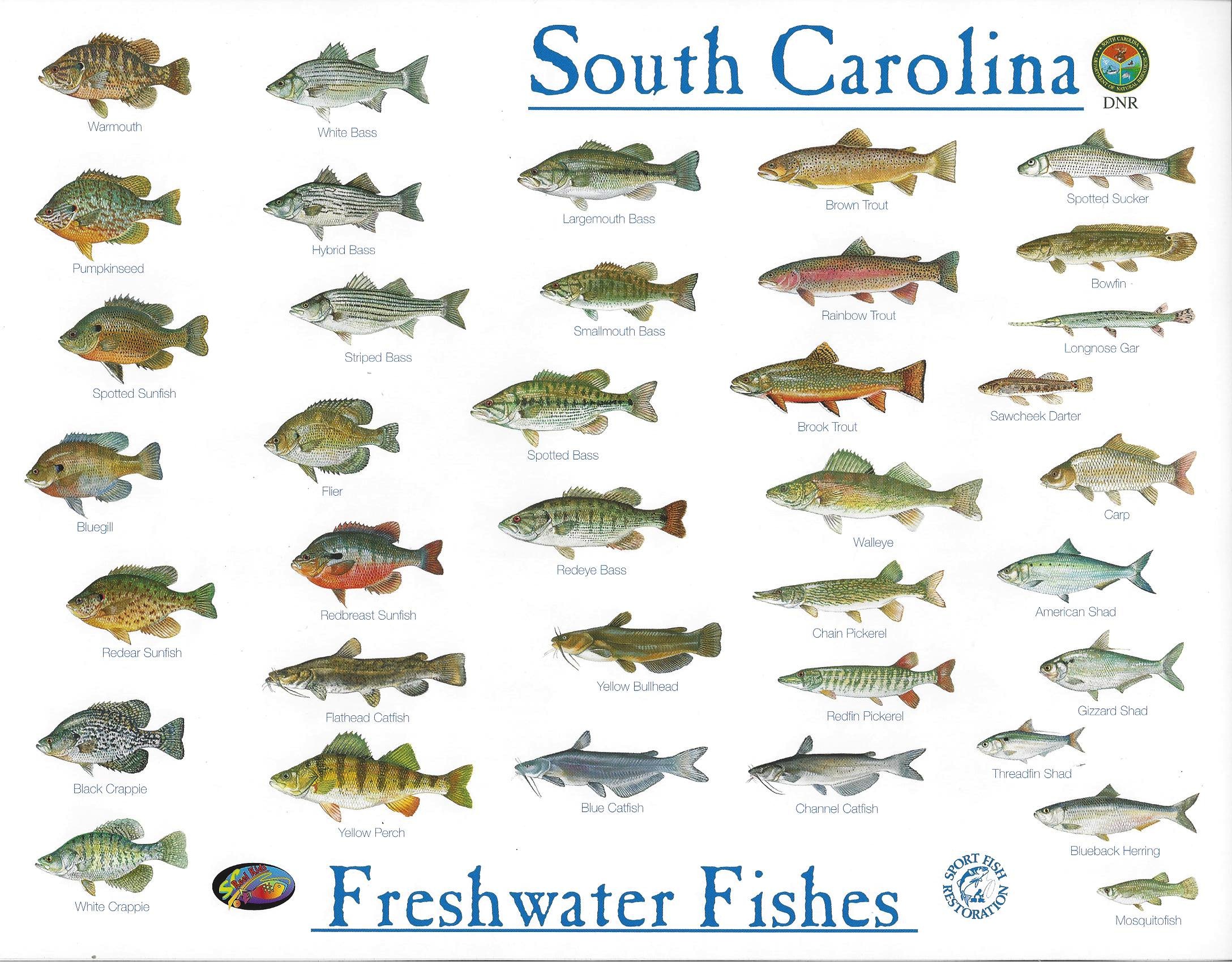 SC Freshwater Fishes | AquaSafaris